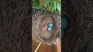 பாசமுள்ள பறவை   Amazing Robin Bird Eggs  Tamil Info Share #shorts