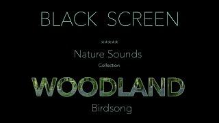 Forest Birds ChirpingSinging Nature Sounds Black Screen-Dark Screen-Johnnie Lawson Sleeping Sound