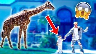 SURPRISING MINI JAKE PAUL WITH A GIANT GIRAFFE CUTE