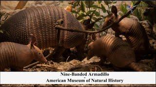 Nine Banded Armadillo at The American museum of Natural History