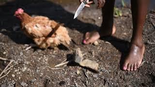 African village girl slaughtering chicken barefoot #barefoot #chicken #africancommunity
