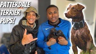 Patterdale Terrier Puppies The Ultimate Ratting Dog  EP. 31