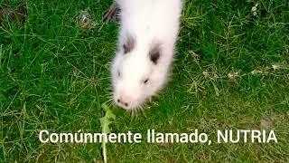 Nutria Coipo