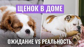 ЩЕНОК В ДОМЕ Ожидание vs. Реальность Важные СОВЕТЫ ПО ВОСПИТАНИЮ щенка