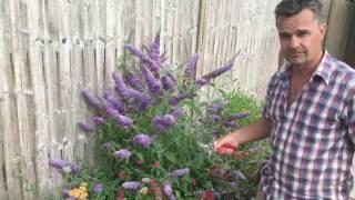 Antonys Gardening Tips - Buddleja