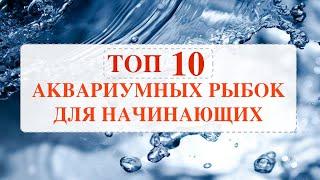 ТОП 10 НЕПРИХОТЛИВЫЕ АКВАРИУМНЫЕ РЫБКИ для НАЧИНАЮЩИХ