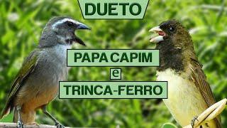 DUETO PAPA CAPIM VIVITI E TRINCA FERRO CURRUCUTIU BOI