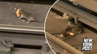 NYC rat drags doughnut across subway tracks to share with rodent date sweet video shows