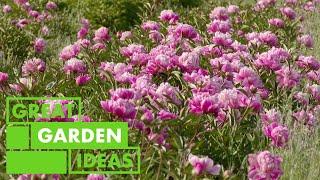 Peony 101  GARDEN  Great Home Ideas