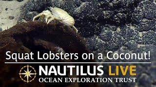 Squat Lobstersʻ Coconut Condo in Deep Sea  Nautilus Live