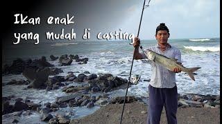 Ikan ini paling mudah dipancing pakai teknik casting