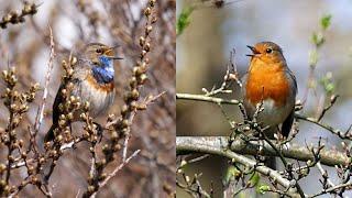 European Bird Sounds  One Hour with 27 European Birds