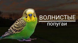 Волнистый попугай - Все о породе  Попугай породы - Волнистый  dashonok