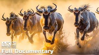 The Great Wildebeest Migration  Full Series   Wild Animals Documentary 4K with Calming Music