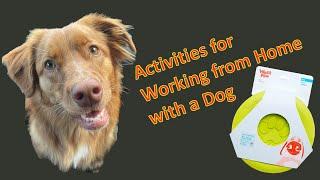 Working from Home with a Dog - Toller Edition - Outdoor Activity