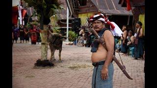 Begini Serunya Upacara Adat Tradisional Suku Batak Toba di Tomok