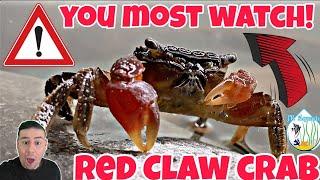 Red Claw crab care guide Breeding Feeding tank size & mates All you need to know