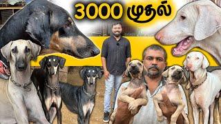 தமிழ்நாடு Native Dogs ராஜபாளையம்  கன்னி  சிப்பிப்பாறை  கோம்பை Dogs for sale