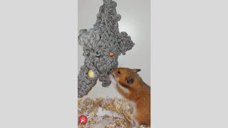 Hamster Challenge Eating Food Wool Star