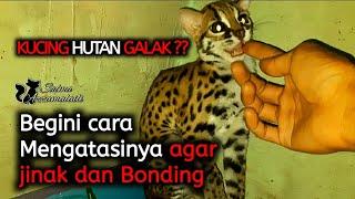 Cara mengatasi kucing hutan galakagar jinak dan mudah bonding