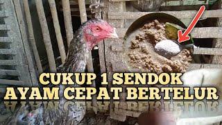 Berikan Racikan pakan ini agar Ayam cepat bertelur Bertelur setiap Hari