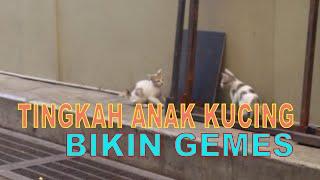 Tingkah Anak Kucing ini Bikin Gemes