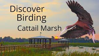 Birding at Cattail Marsh