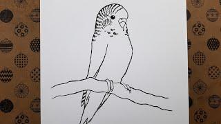 Kolay Kuş Nasıl Çizilir Adım Adım Karakalem Kuş Resmi Çizimi Çizim Hobimiz Hayvan Çizimleri