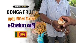 ලුණු මිරිස් එක්ක ඩොන්ගා කමු  Delicious Donga Fruit in Dambulla දඹුල්ල 