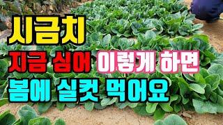 겨울 시금치 파종 지금 심어서 저희처럼 관리해 보세요. 맛있는 시금치 드실수 있어요.