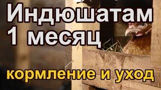 Индюшатам 1 месяц. Кормление и уход.