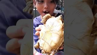 Nata Pegang Kura-Kura apa ya namanya??? #turtle #zoo #viral #fyp