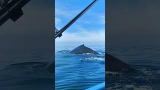 Acompáñame a Vallarta a ver las ballenas #puertovallartamexico #travel #beach