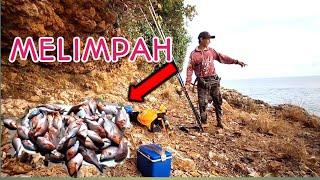 BERBURU IKAN KAKAP MERAH‼️HASIL MELIMPAH  mancing pinggiran