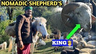 NOMADIC SHEPHERDS MIGRATION AND LIFESTYLE VLOG. HIMALAYAN NOMADIC SHEPHERDS LIFE