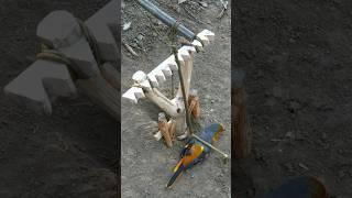 make unique eagle trap using wood