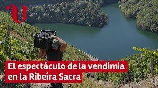  El espectáculo de la vendimia heroica en la Ribeira Sacra