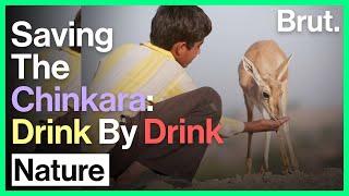 Saving The Chinkara Drink By Drink