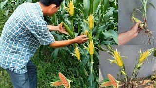 How to grow corn at home - how to grow corn from seed by cutting from corn farm