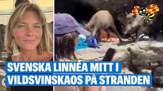 Vildsvinen stormar in på stranden – snor med sig kylväska och focaccia