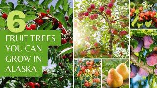 6 Cold Hardy Fruit Trees You Can Grow in Alaska