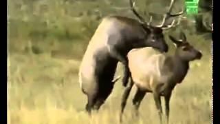 Animals Having Sex Breeding Reproducing Elks Mating  Best Funny Animals 2014 YouTube   YouTube by I