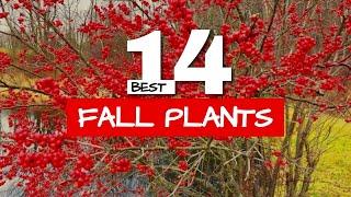  Red Plants for Amazing Fall Color in the Garden