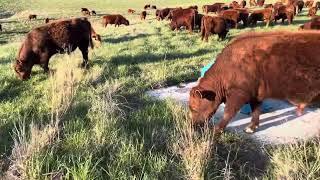 Bull and steer mob are enjoying the forage on our newly purchased farm with twice daily moves.