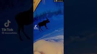 Moose shedding both antlers at once