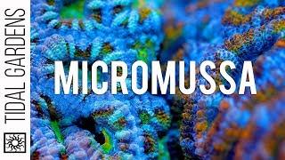 Micromussa Acanthastrea Coral Care Tips