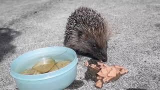 Helping a hedgehog