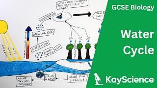 The Water Cycle - GCSE Biology  kayscience.com