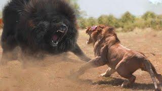 Singa Ketakutan Jika Bertemu dengan Anjing Raksasa Ini Inilah 7 Hewan yang Bisa Mengalahkan Singa