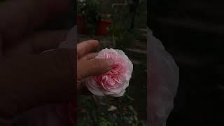 rosal Souvenir de la Malmaison  - rose - rosa - rosier
